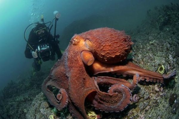 Кракен вход krakens13 at